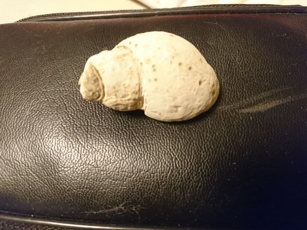 化石