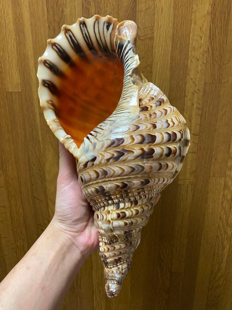 法螺貝　ホラ貝　36cm 650g RRR