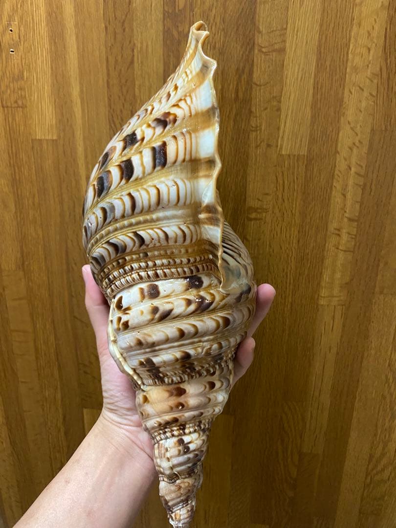 法螺貝　ホラ貝　36cm 650g RRR