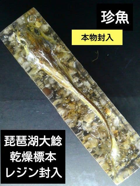 【本物】琵琶湖大鯰乾燥標本　レジン封入　【珍魚】