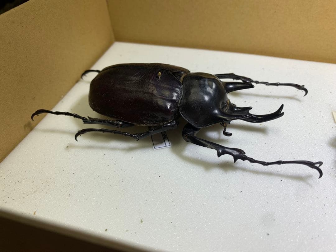 アクティオンゾウカブト　♂ 野外品標本　大型