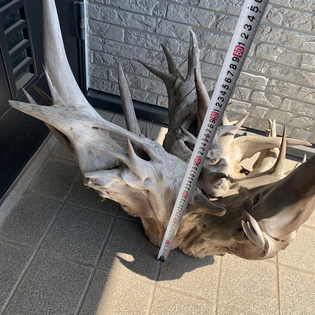 水槽用流木 明るいグレー 大きめ