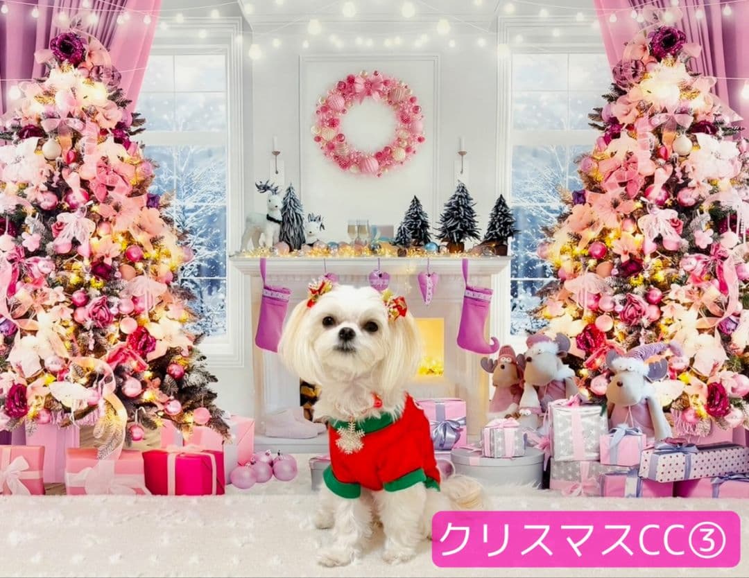 背景布×3　ペット撮影用フォトブース　トリミングチョーカー販売中　秋　クリスマス