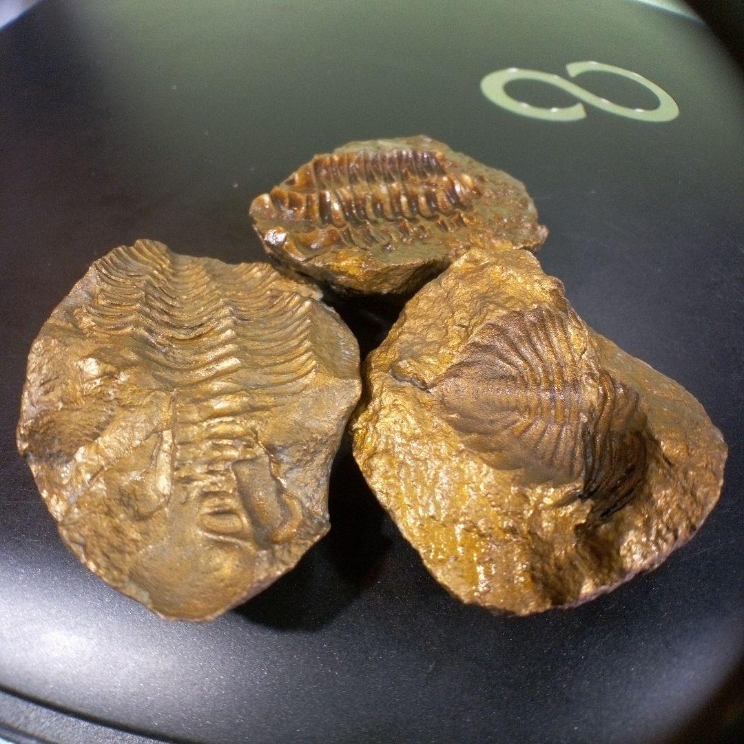 三葉虫　化石　fossil　ボリビア産　レア　Fossil管理①　３個セット