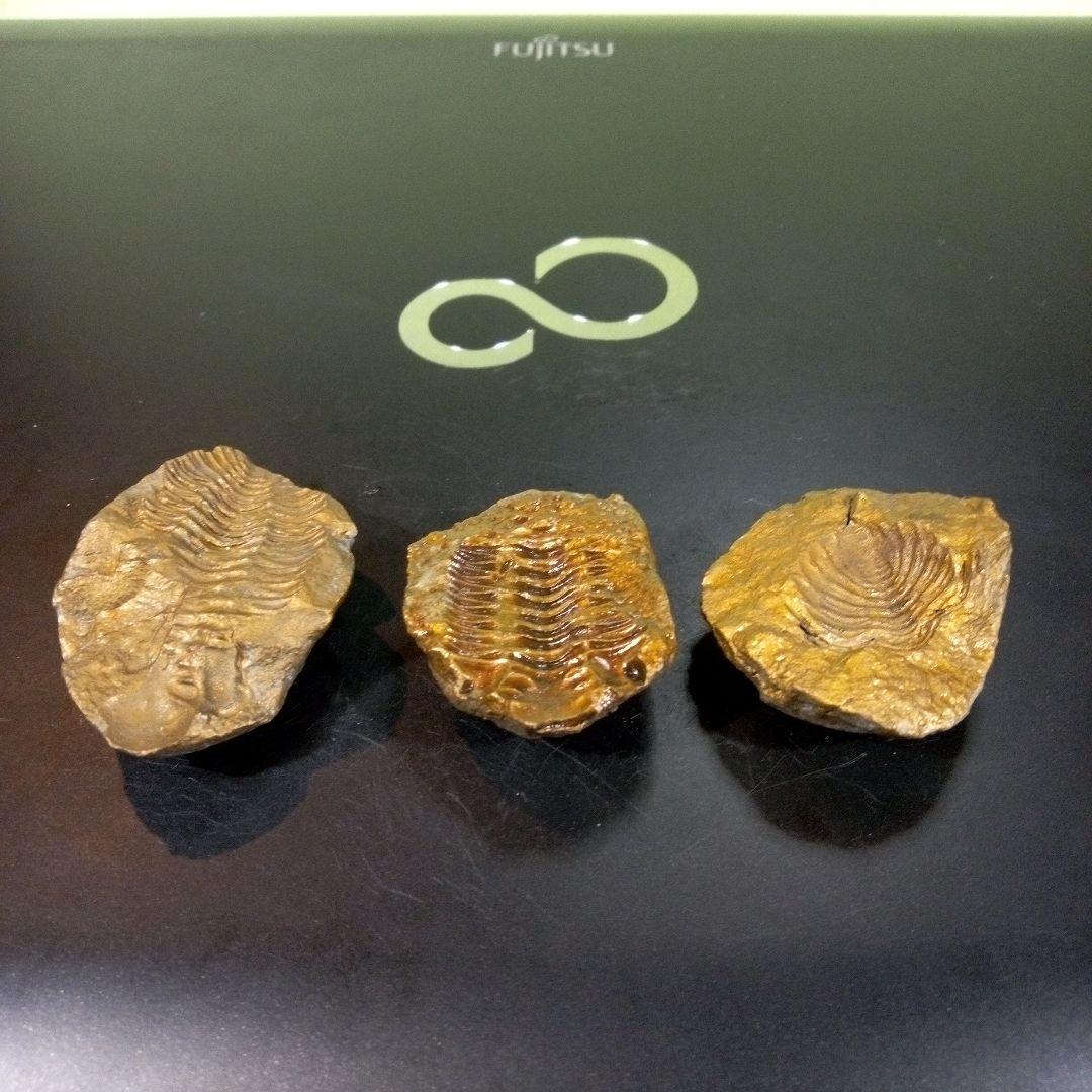 三葉虫　化石　fossil　ボリビア産　レア　Fossil管理①　３個セット