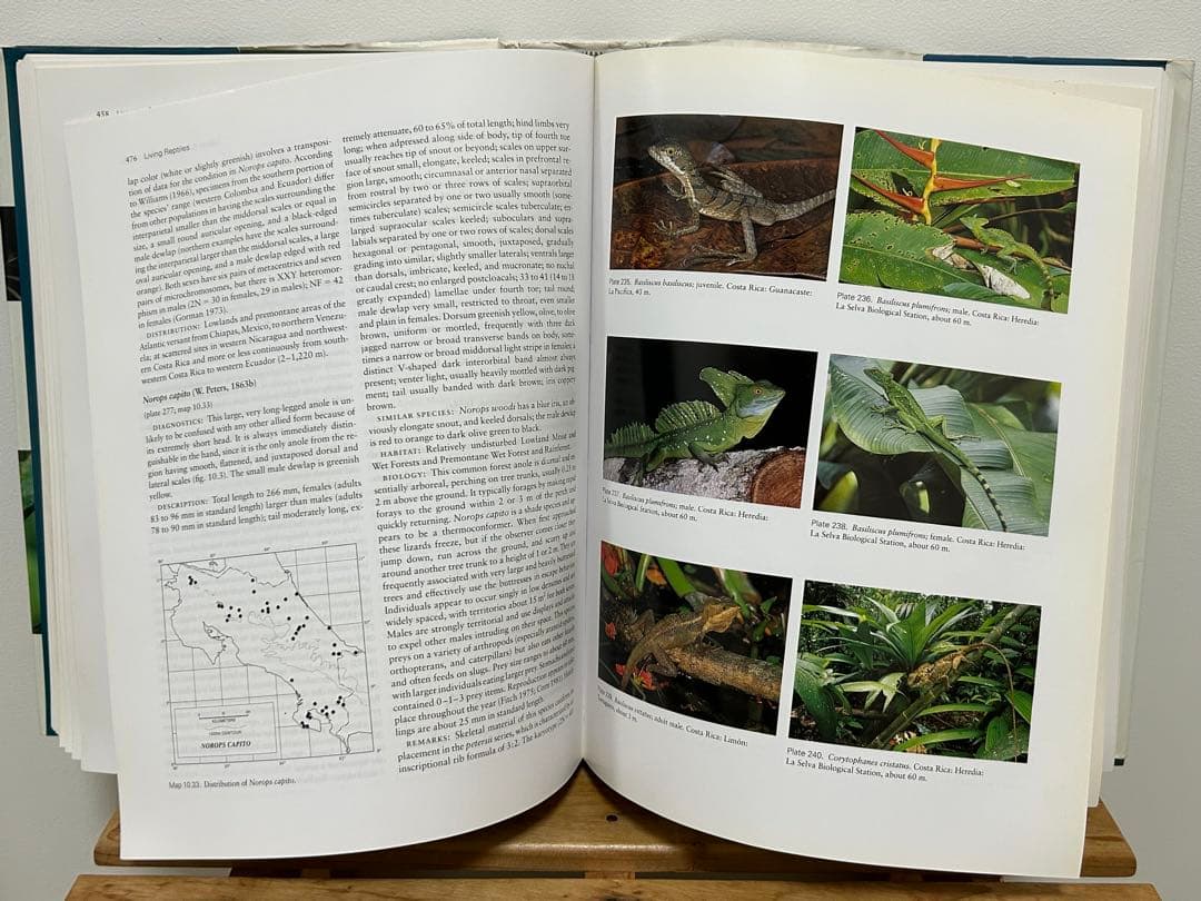 【送料無料】爬虫類 両生類 中米 コスタリカ 図鑑 洋書 専門書 価格交渉可能
