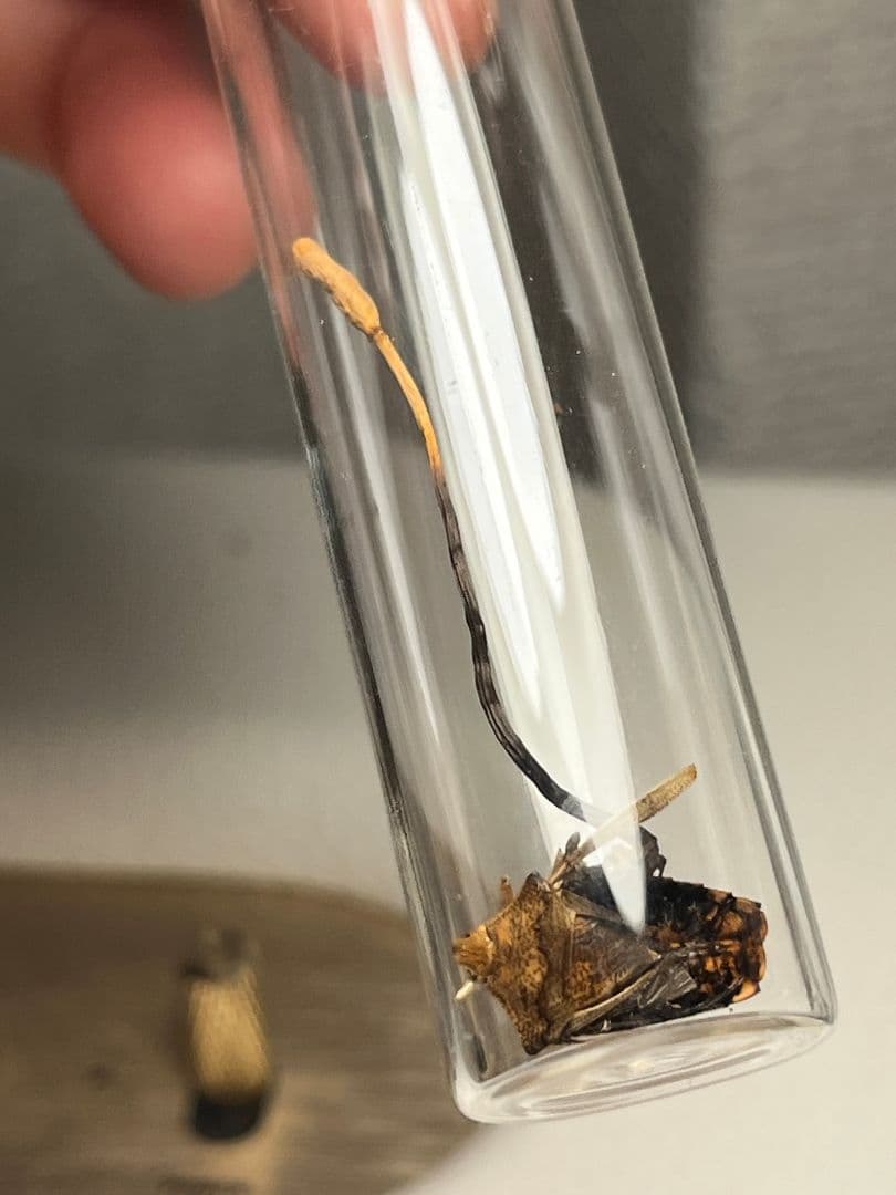 【冬虫夏草】カメムシに寄生した冬虫夏草 昆虫標本 多肉植物 エメラルドゴキブリバ