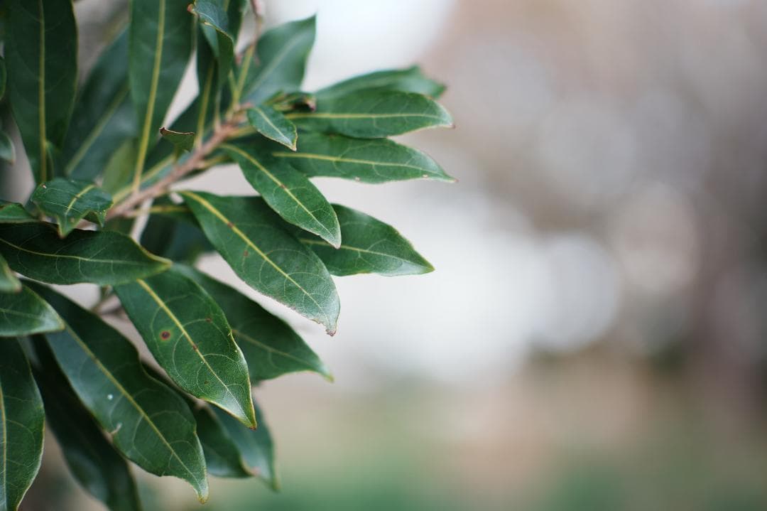 【整備＆テスト済】Nikon Ai Nikkor 105mm F2.5 052