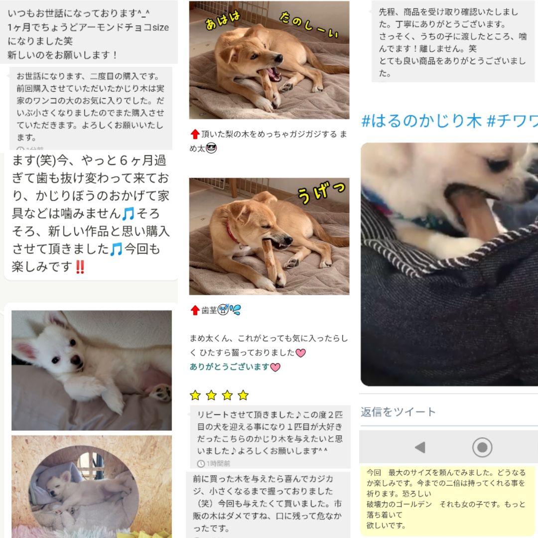 ◉12.犬のおもちゃ、犬用、歯固め梨の木、あまがみ期、小さめ大型犬お試し向き