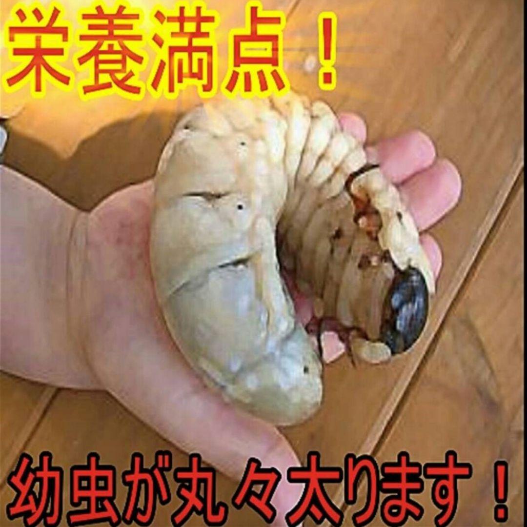 送料無料！80リットル　カブトムシ幼虫の餌！巨大化！ヒマラヤひらたけ発酵マット