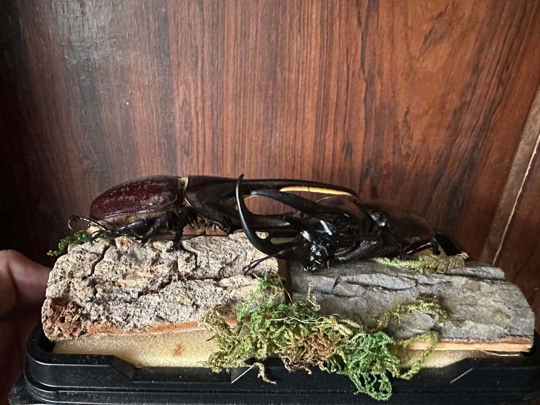 コーカサスオオカブトとヘラクレスオオカブト