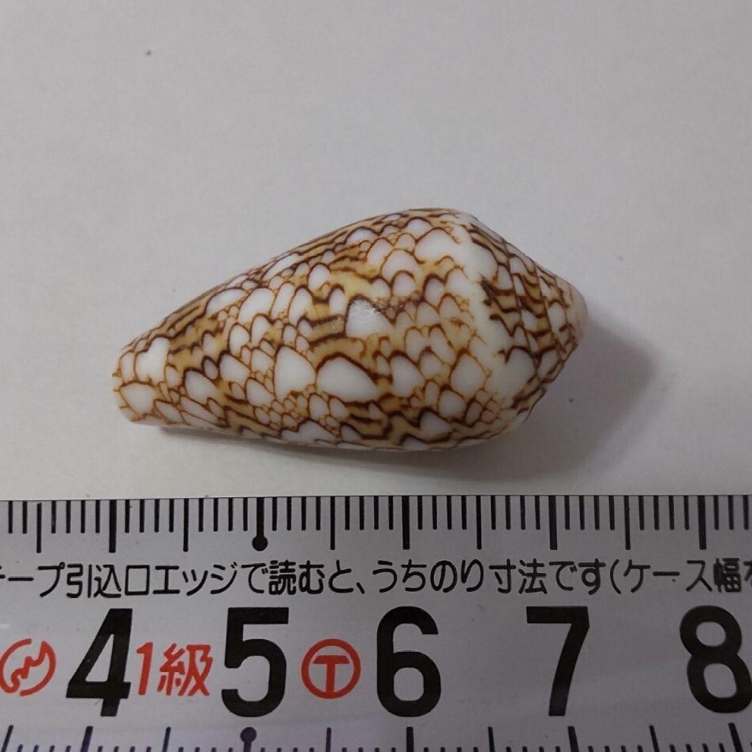 タガヤサンミナシ イモガイ タガヤサンミナシガイ マキガイ 貝がら 貝殻 貝