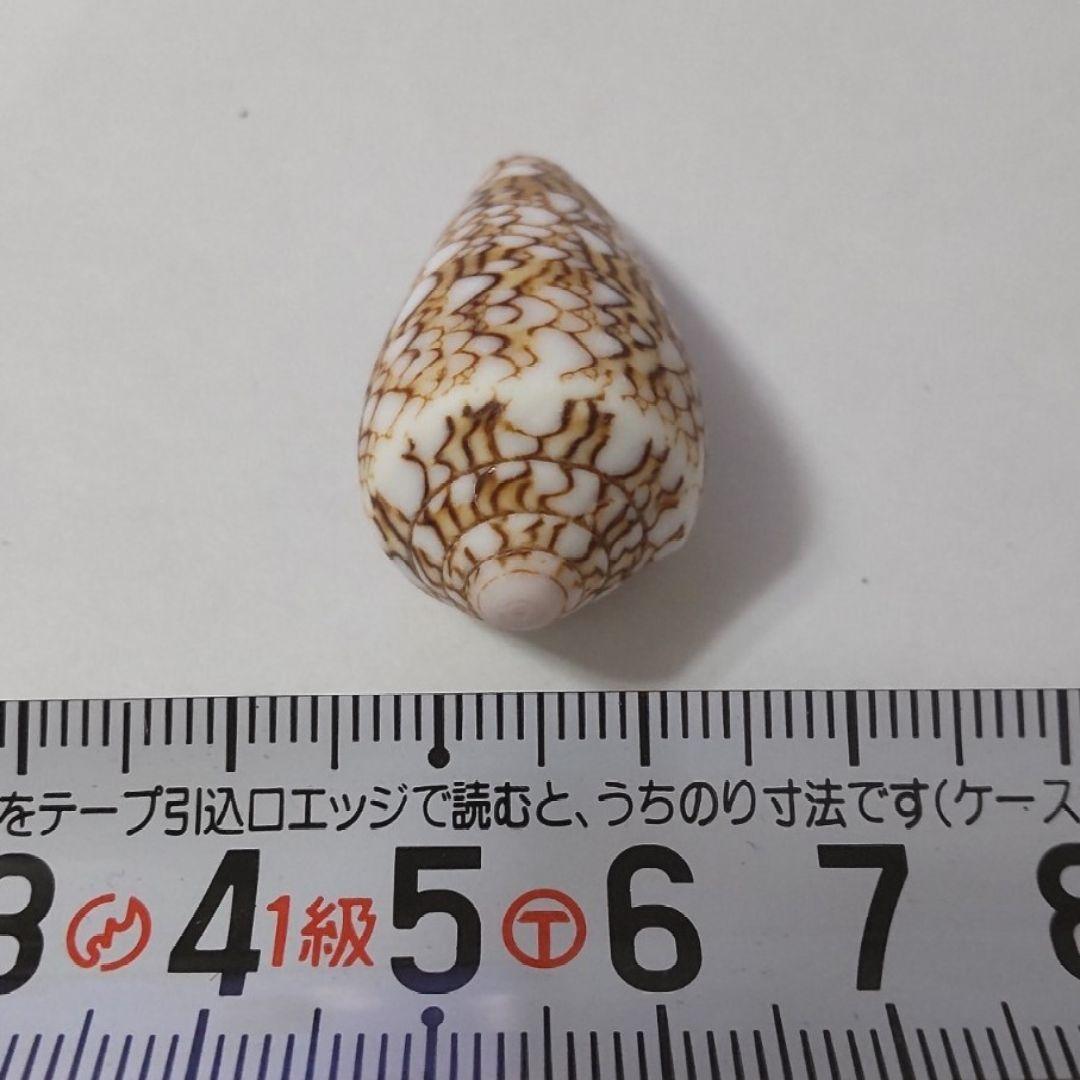 タガヤサンミナシ イモガイ タガヤサンミナシガイ マキガイ 貝がら 貝殻 貝