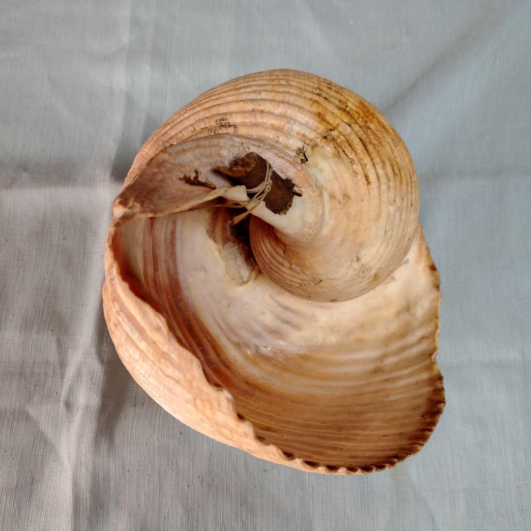 地中海産絶滅危惧種大型巻貝古い貝殻/インテリア置物・鑑賞品 (おまけ付:参考本)