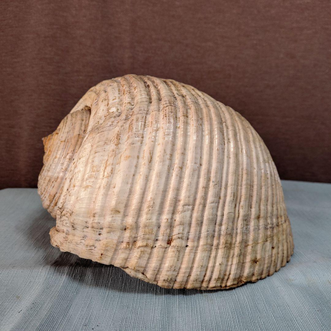 地中海産絶滅危惧種大型巻貝古い貝殻/インテリア置物・鑑賞品 (おまけ付:参考本)