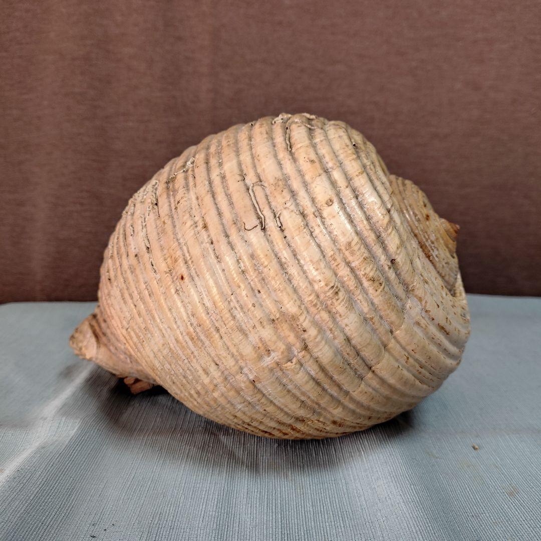 地中海産絶滅危惧種大型巻貝古い貝殻/インテリア置物・鑑賞品 (おまけ付:参考本)