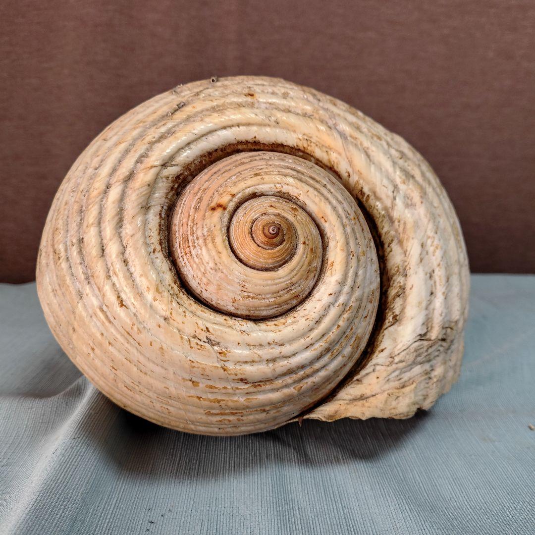 地中海産絶滅危惧種大型巻貝古い貝殻/インテリア置物・鑑賞品 (おまけ付:参考本)