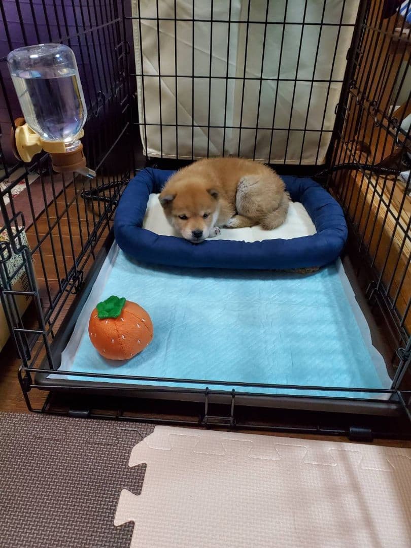 (美品)小型犬用ケージ&水飲みボトルセット　犬　ゲージ