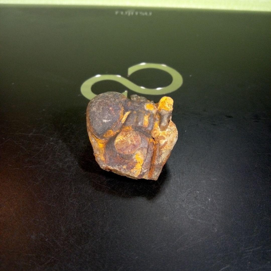 三葉虫　化石　fossil　ボリビア産　trilobite　ボリビア三葉虫郡⑩