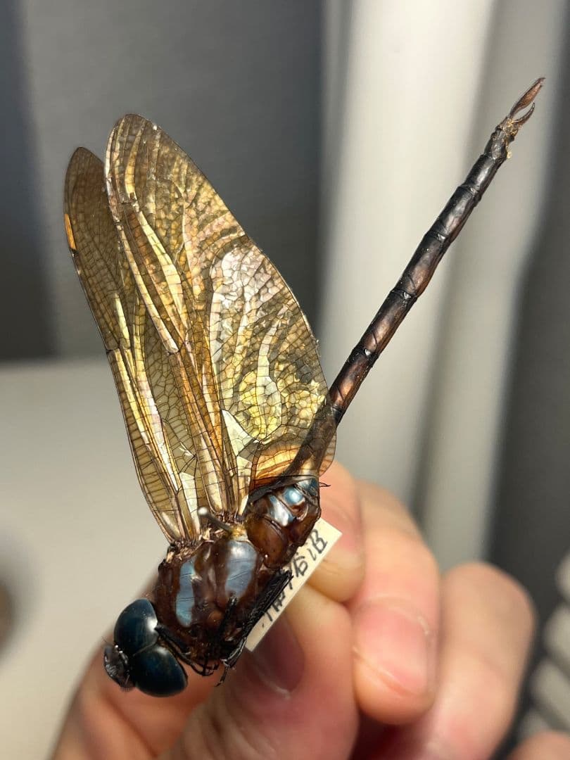 【蜻蛉標本】マルタンヤンマ？　オニヤンマ トンボ 虫除け ストラップ おにやんま