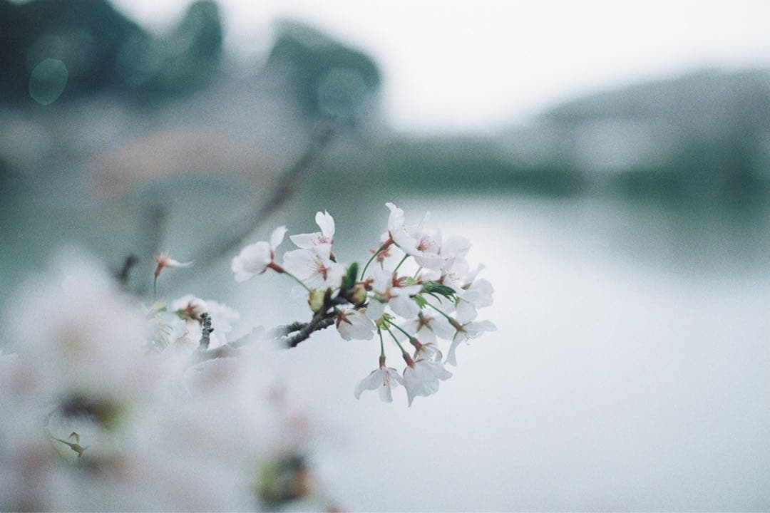 Nikon F2 S / NIKKOR-S Auto 50mm f1.4 完動品