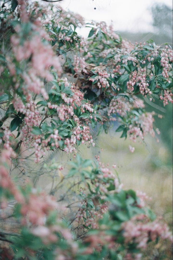 Nikon F2 S / NIKKOR-S Auto 50mm f1.4 完動品