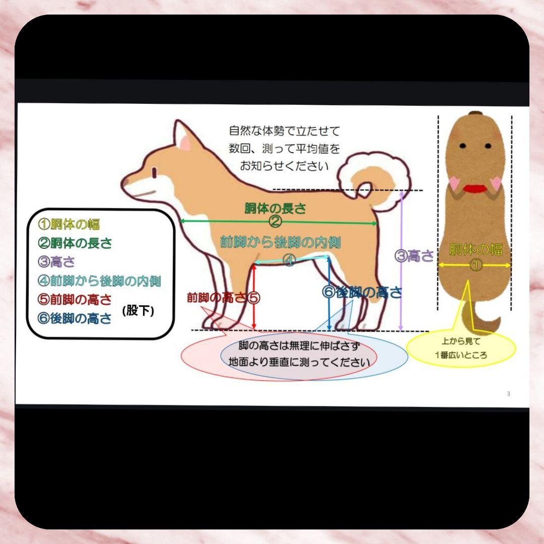 Tomo　カニンヘンダックス4輪 犬用車椅子　介護　犬の歩行器　リハビリ
