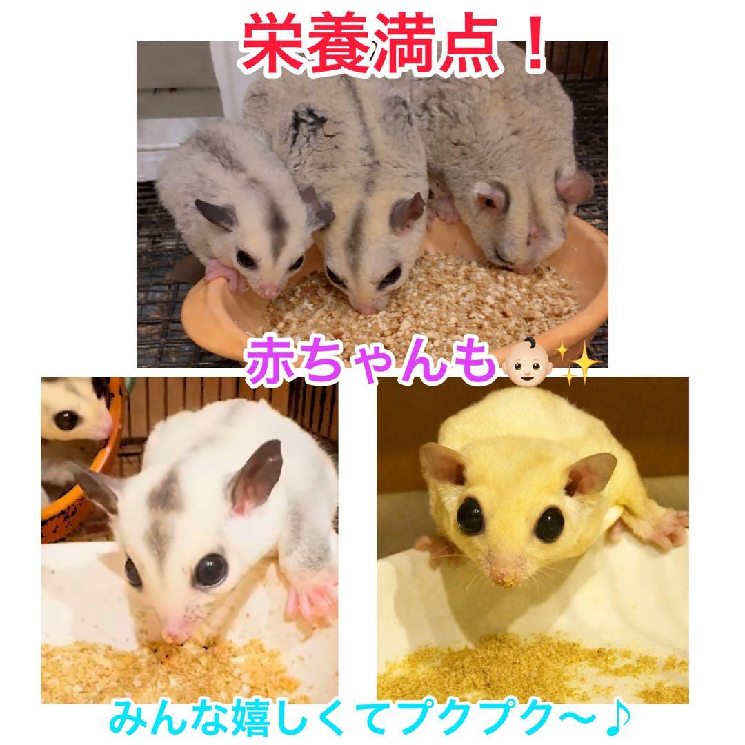 オリジナルモモンガフード 800g モモンガフード　フクロモモンガ