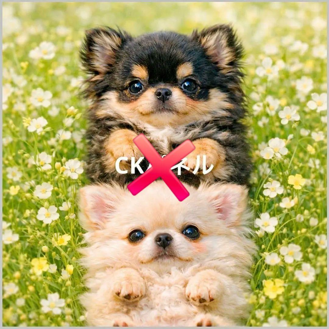 激レア柴犬、トイプー、パグ、チワワ、マルチーズ、ポメラニアンパネル生地