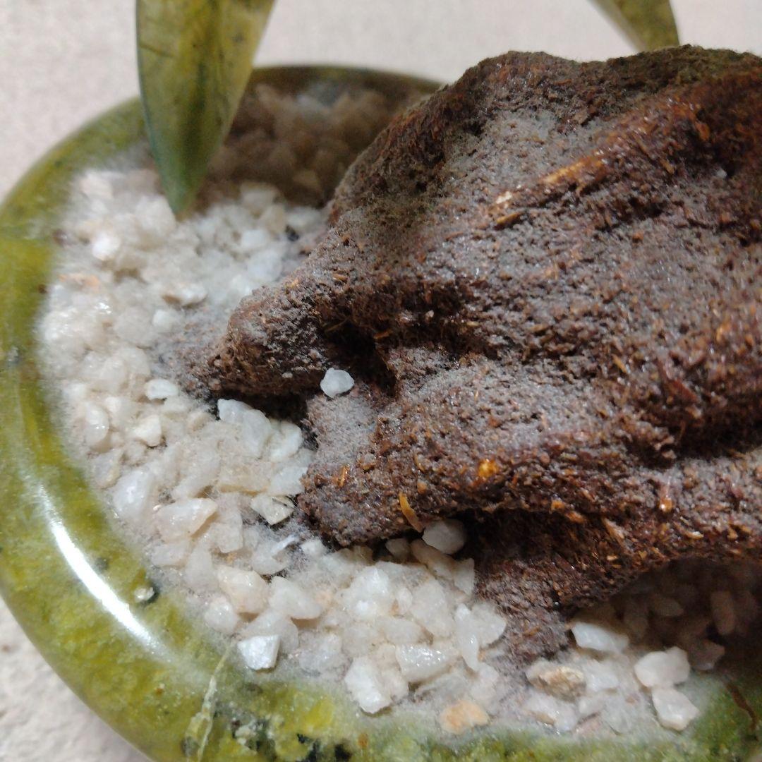 桃の木　盆栽　石の置物
