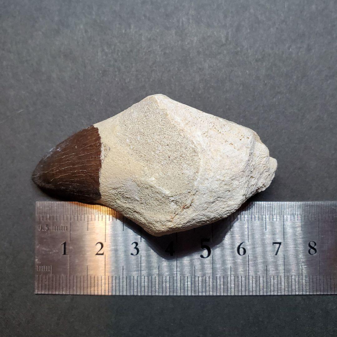 歯根付き モササウルス 化石 歯 本物 モロッコ産 68mm mos80