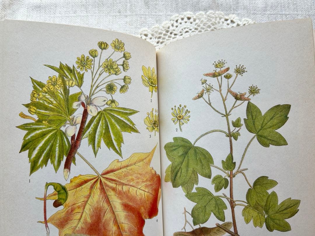 スウェーデン ヴィンテージ植物図鑑 Nordens Flora 第6巻　洋書