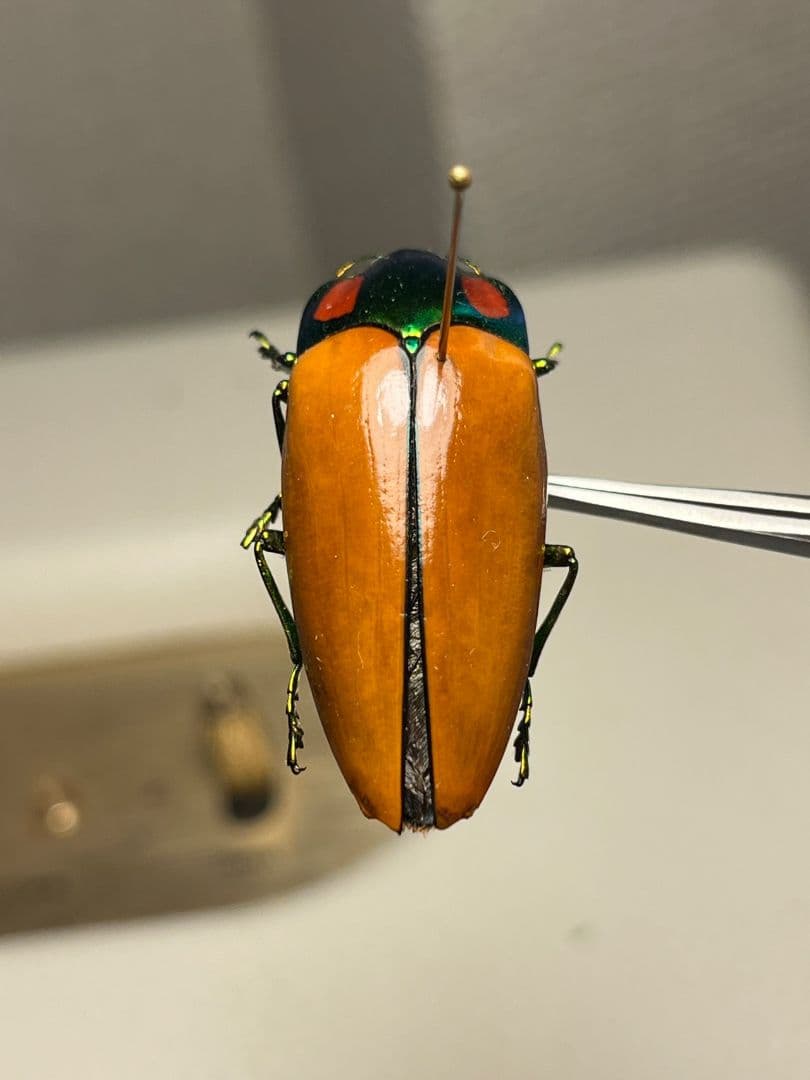 【38mm】種小名にも王の意を持つオウサマムカシタマムシ 標本タマムシ ジンガ