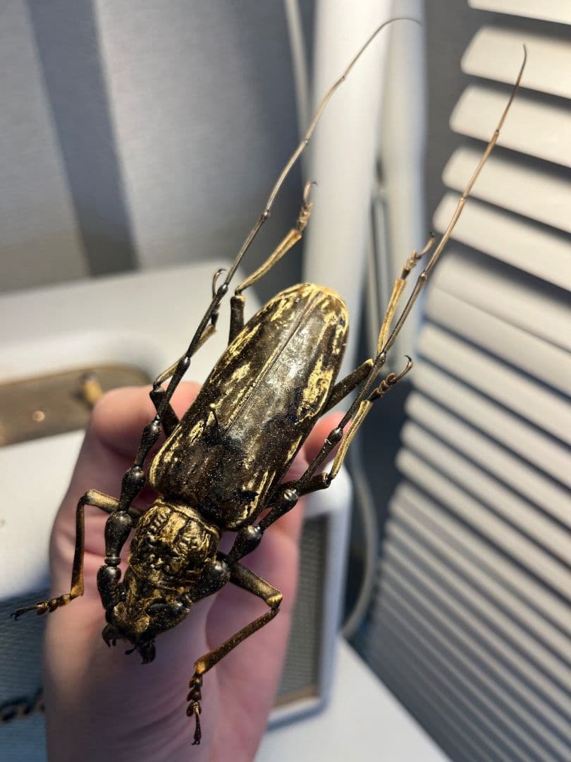 【極BIG】オオミヤマカミキリ♂ 標本 カミキリムシ Xixuthrus 天牛