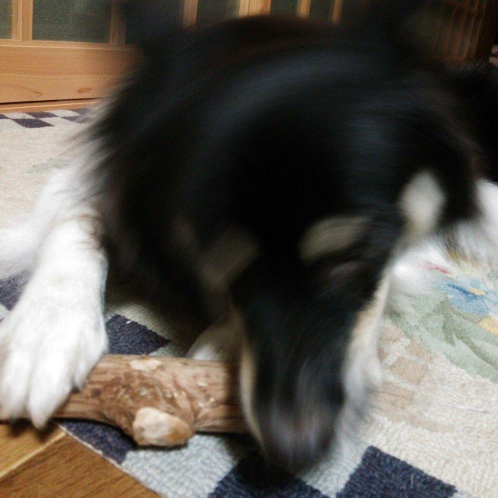 415.犬のおもちゃ犬用、かじり木梨の木、あまがみ対策、大型犬向き