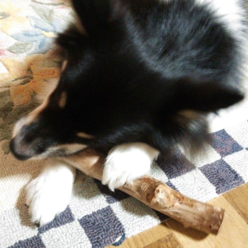 415.犬のおもちゃ犬用、かじり木梨の木、あまがみ対策、大型犬向き
