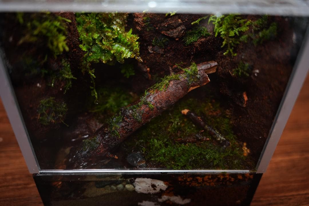 u*4様 【完成品】雨が降る森のアクアテラリウム