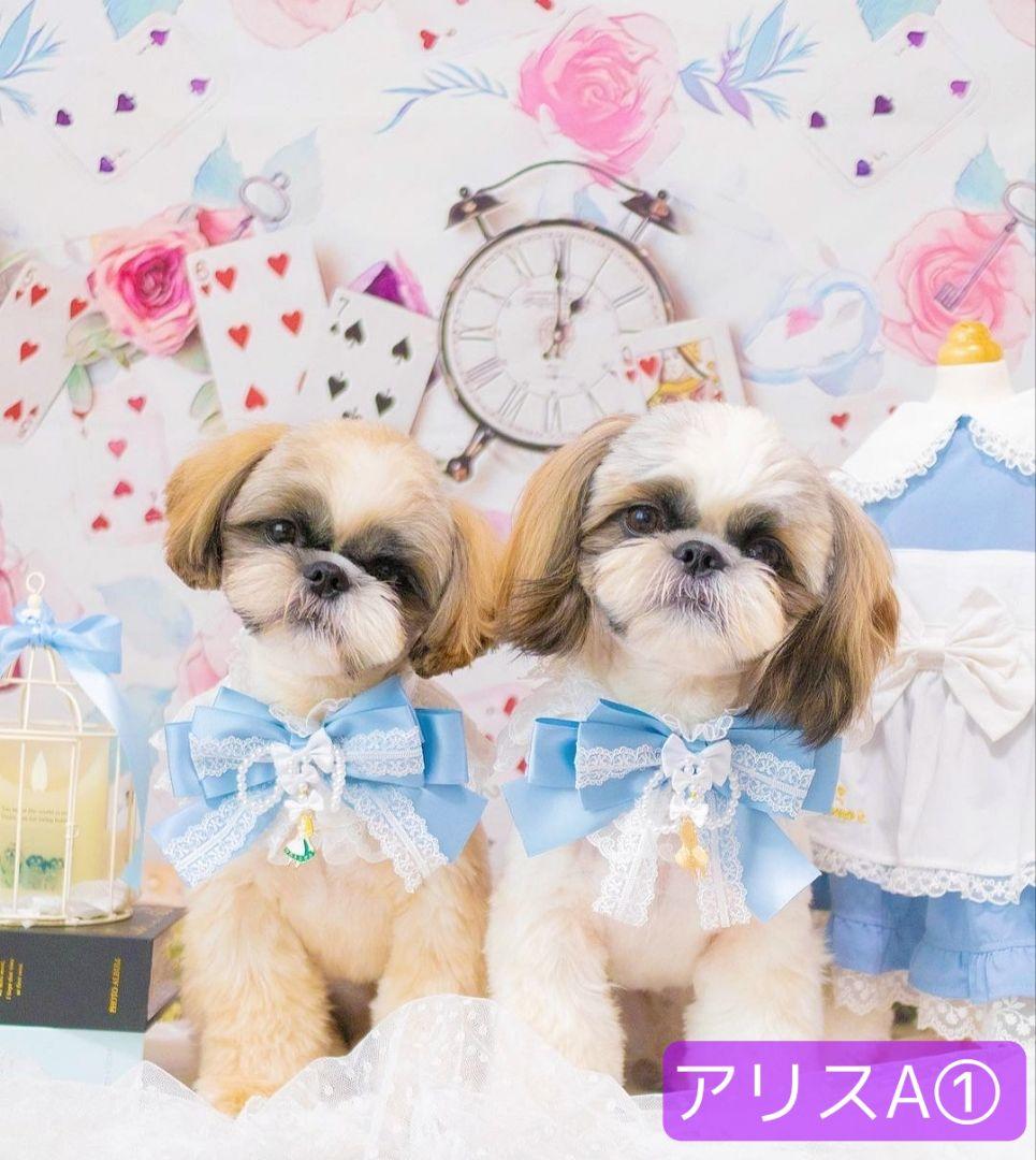 背景布×3　ペット撮影用フォトブース　トリミングチョーカー販売中　秋　ハロウィン