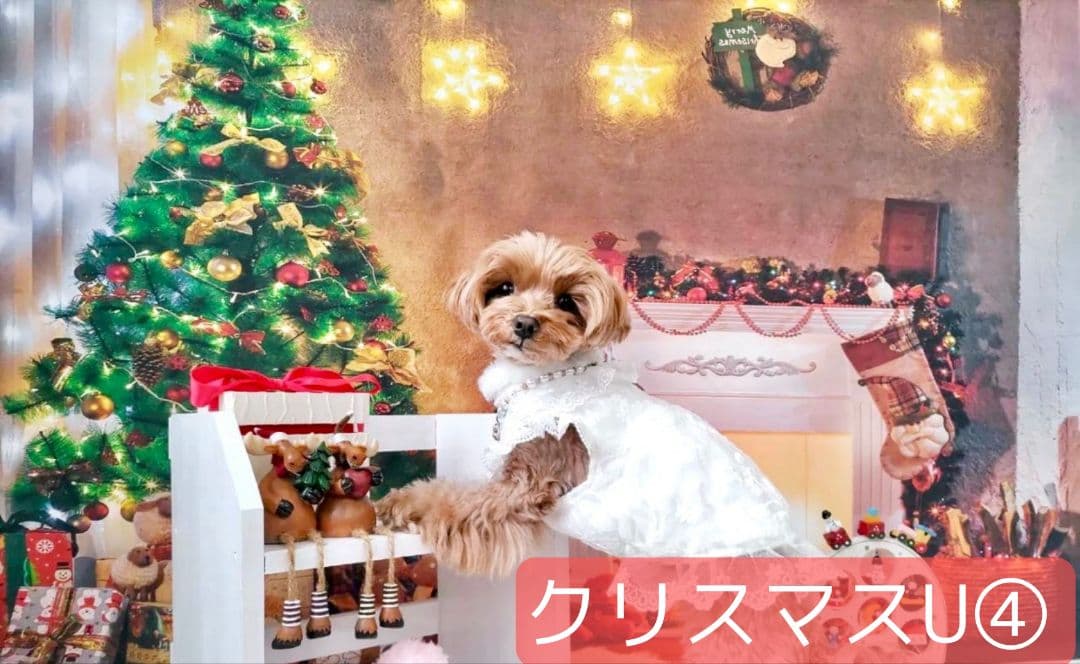 背景布×3　ペット撮影用フォトブース　トリミングチョーカー販売中　秋　ハロウィン