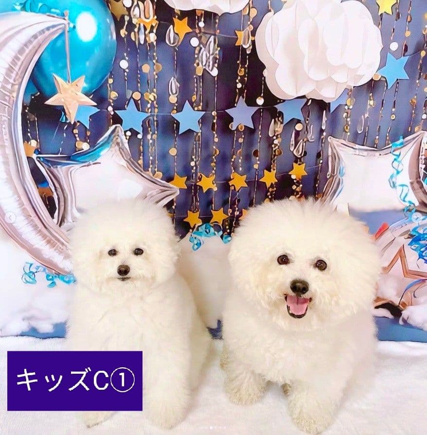 背景布×3　ペット撮影用フォトブース　トリミングチョーカー販売中　秋　ハロウィン