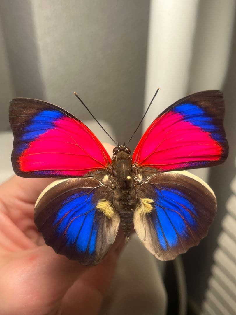 【赤線極美】アグリアスクラウディナサルダナパルス♂ ミイロタテハ 蝶標本 甲虫
