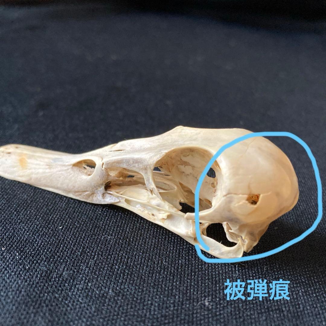 鳥の頭骨 6種　骨格標本