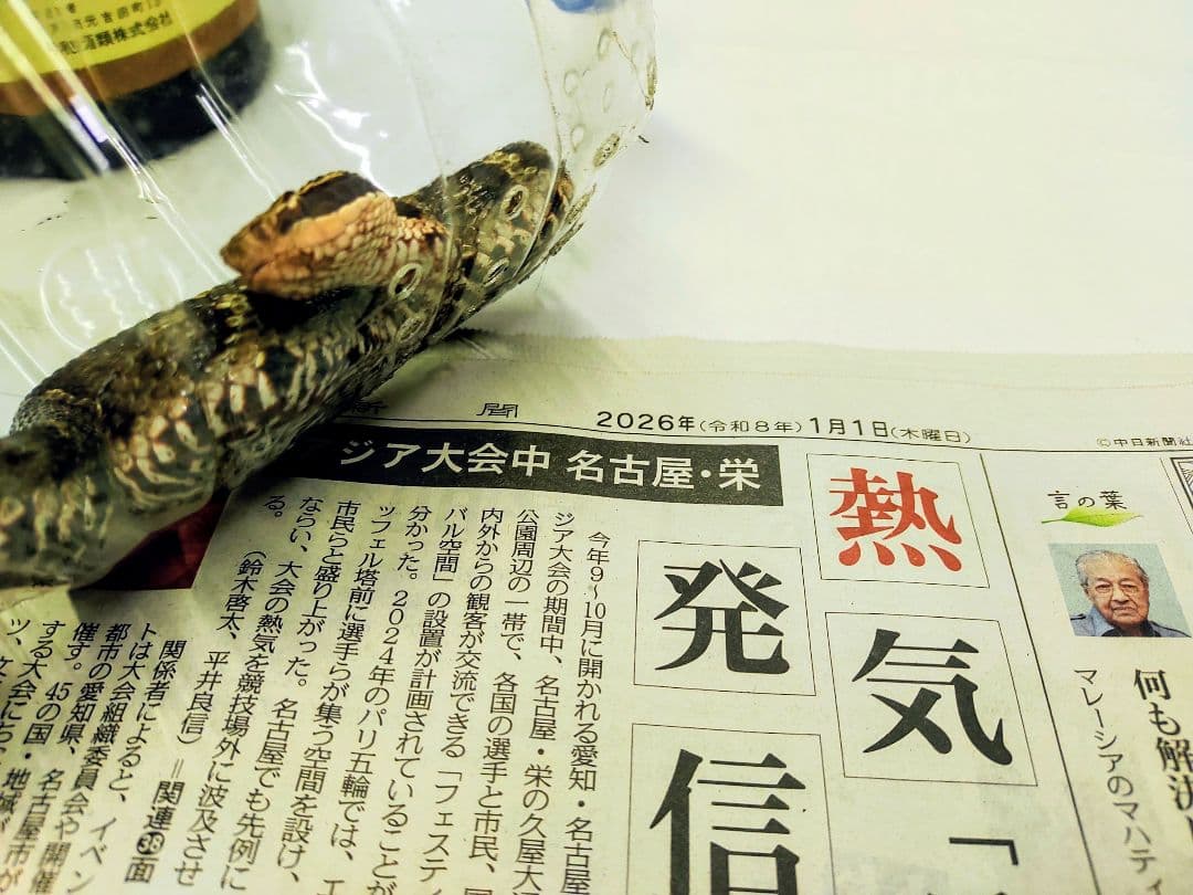 まむし酒、令和8年1月作、マムシ焼酎