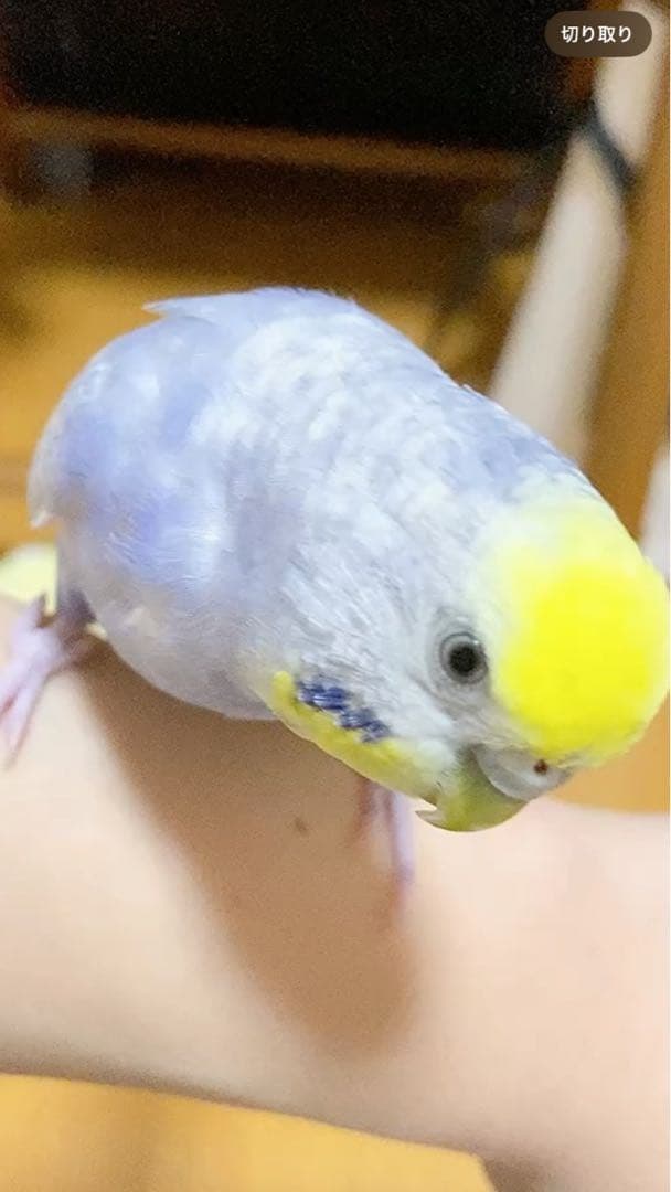 HOEI 35手のり 銀色メッキ 鳥かご 370×415×545mm