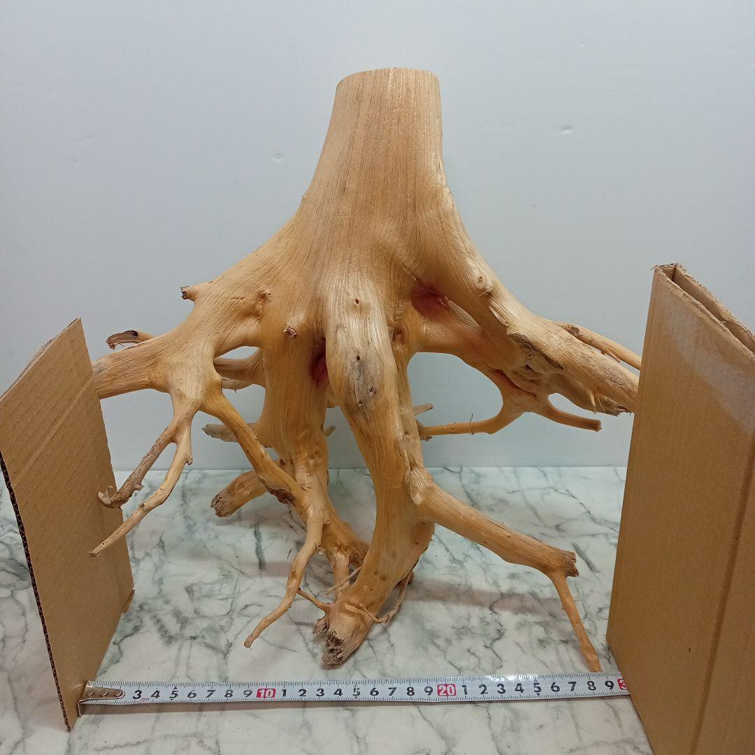 アク抜き済み流木【828】最終セール
