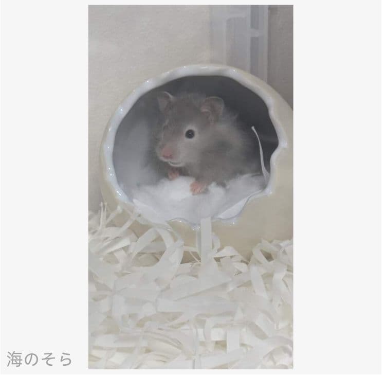 大型透明アクリルケージ 爬虫類・小動物兼用 70×43.5×34cm