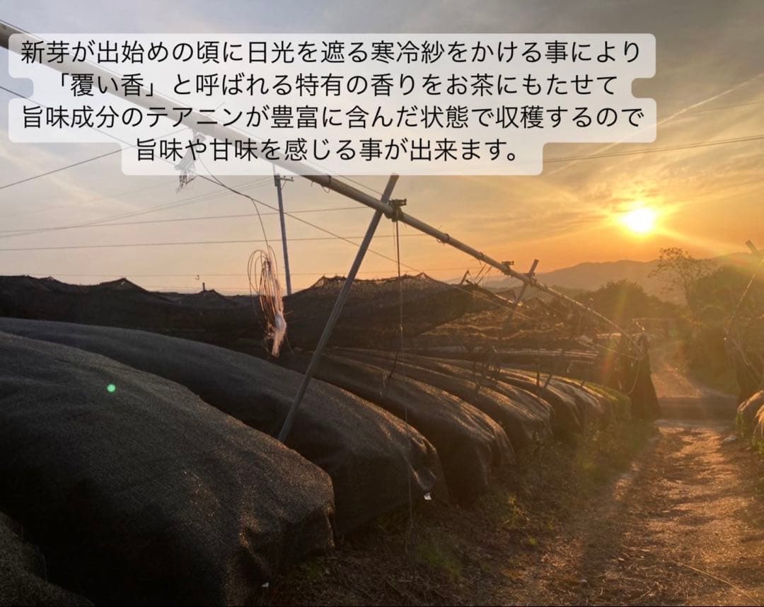 【華やかな香りと上品な苦味】さっと溶かすだけ簡単♪宇治抹茶100g(100杯分)
