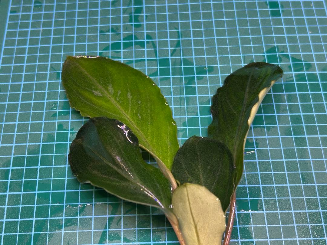 【TB便】Bucephalandra sp.Pearl gray水上育成株