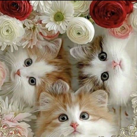 オーダー用猫ちゃんパネルサンプルページ 四