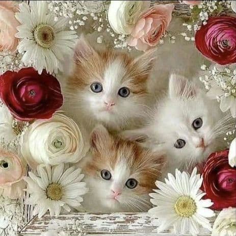 オーダー用猫ちゃんパネルサンプルページ 四